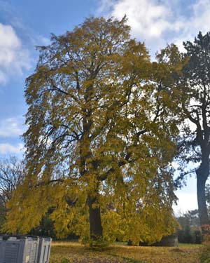 Tilia tomentosa petiolaris