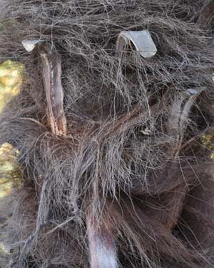 Trachycarpus fortunei