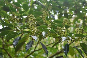 Wheel tree