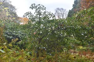 Trochodendron aralioides