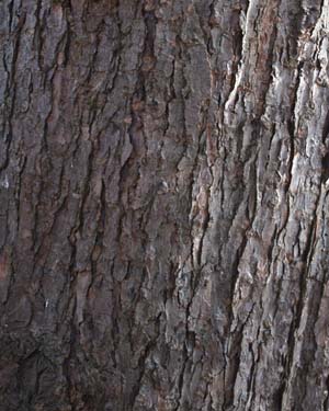 Japanese hemlock 