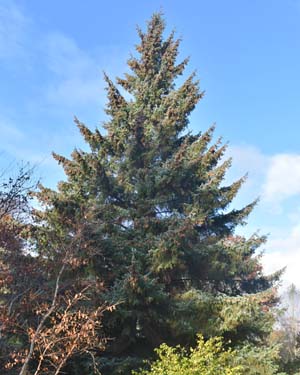Tsuga sieboldii