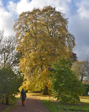 Ulmus minor