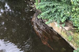 Alder roots