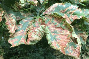 Leaf miner