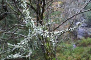 Lichen