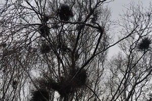 Witches brooms