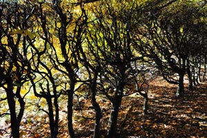 Runaway hedge