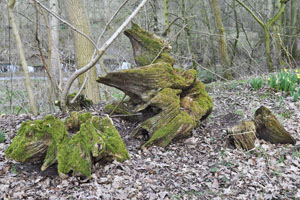 Oak stumps at Acorn Bank