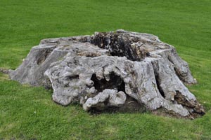 Sycamore stump