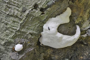 Amoropostia Stiptica