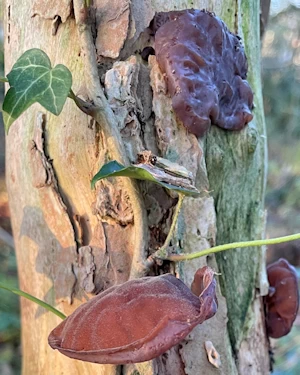 Jelly ear
