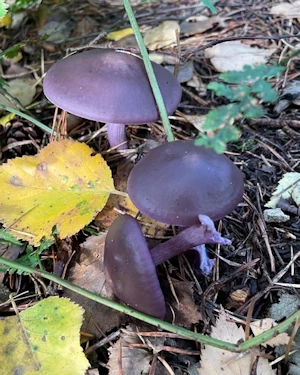 Wood blewit ?