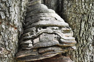 Bracket fungus