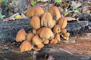 Coprinellus micaceus