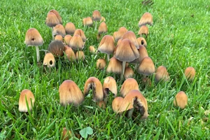 Coprinellus micaceus