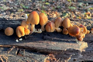 Coprinellus micaceus