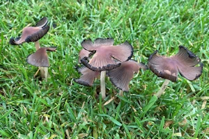 Common inkcap