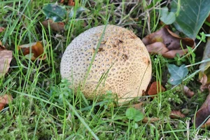 Common earthball