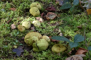 Common earthballs