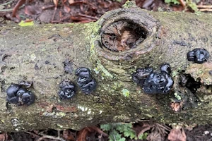 Exidia nigricans