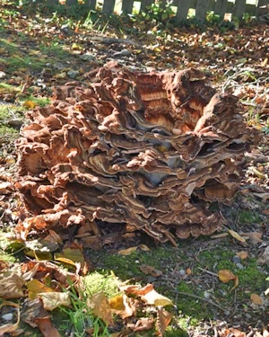 Giant polypore