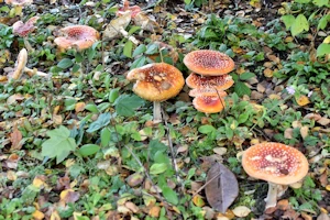 Fly agaric