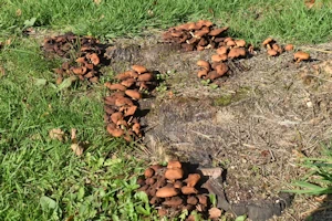 Honey fungus