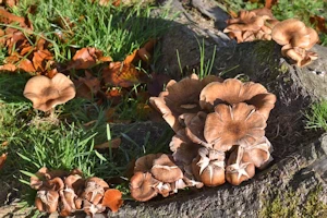 Honey fungus