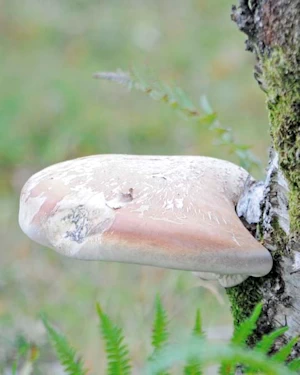 Hoof fungus