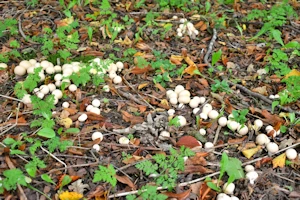 Common puffball