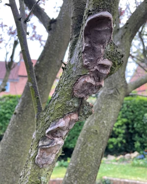 Phellinus pomaceus