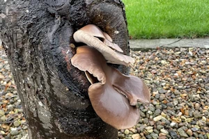 Pleurotus ostreatus