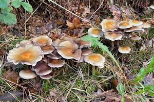 Wavy caps