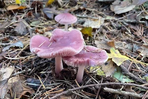 Rosy bonnet