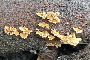 Hairy curtain crust 
