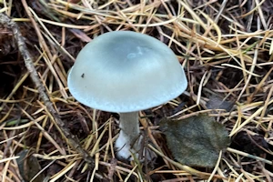 Blue roundhead