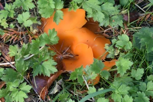 Orange peel mushroom