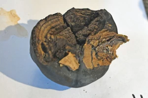 King Alfred's Cakes