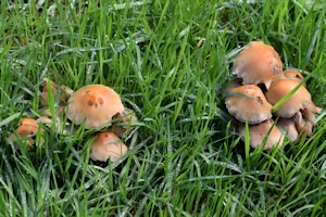 Lacrymaria lacrymabunda