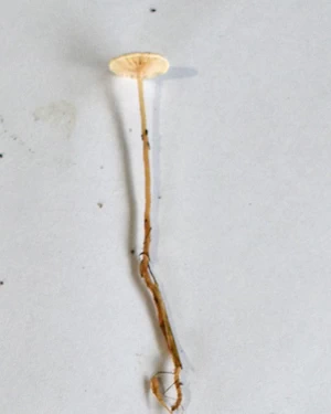 Marasmius rotula