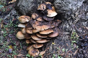 Pholiota Squarrosa