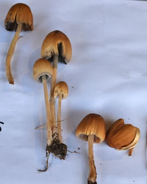 Liberty caps