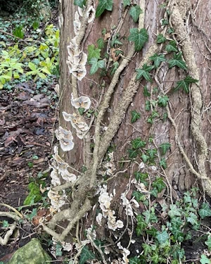 Turkey tail