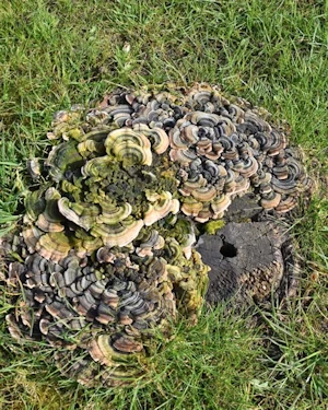 Turkey tail