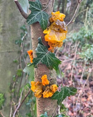 Witches butter