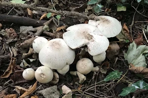 Woodland white