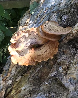 Dryad's saddle