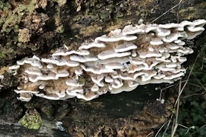 Bracket fungus
