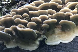 Bracket fungus